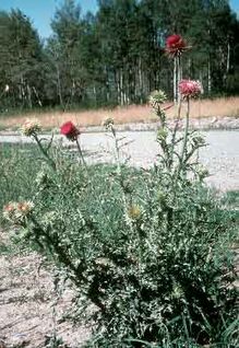 Musk Thistle & Nodding Thistle plant